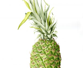 Ananas cosmosus