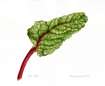 Beta vulgaris