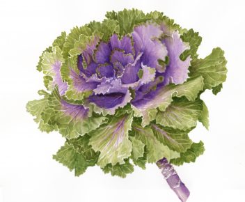 Brassica oleracea var. acephala