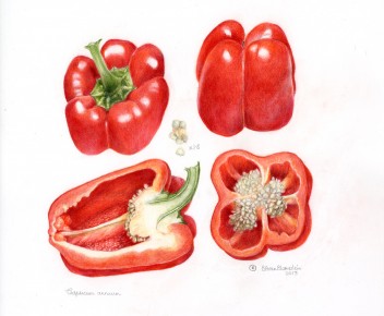 Capsicum annuum