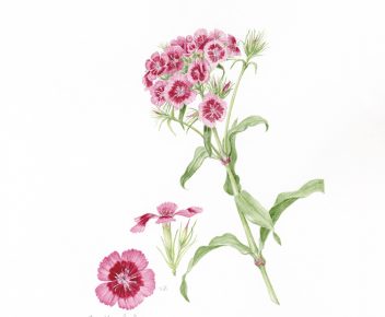 DIANTHUS BARBATUS