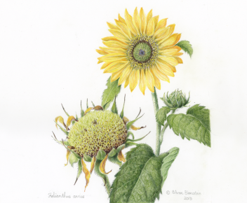 Helianthus annus