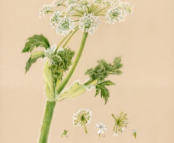 Heracleum lanatum