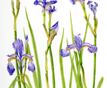 Iris sibirica