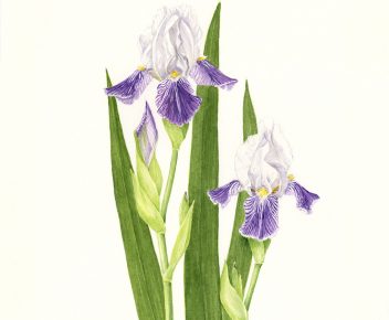 Iris x germanica