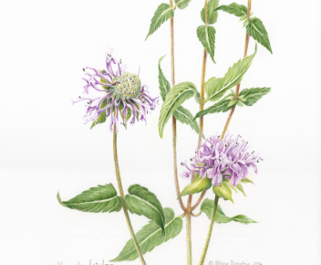 Monarda fistula