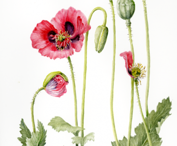 Papaver somniferum