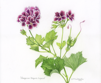 Pelargonium elegance imperial