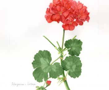 Pelargonium x hortorum red