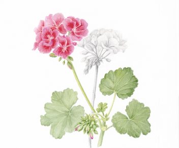 Pelargonium x hortorum pink