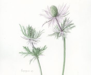 Eryngium sp