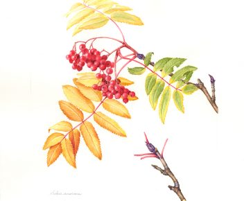 Sorbus americana