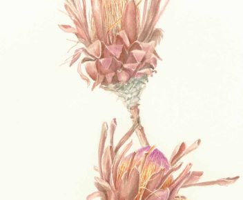 Protea laurifolia